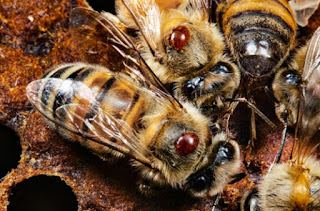 A group of bees on a piece of wood