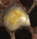 A close up of a honeycomb