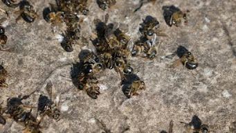 A group of bees on a rock