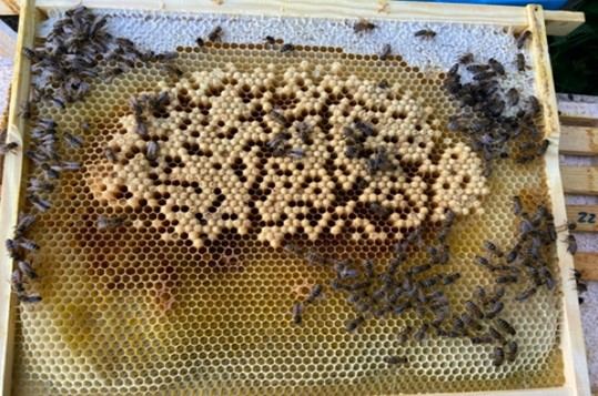 Bees on a honeycomb