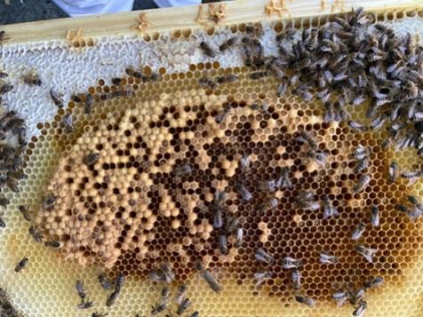 Bees on a honeycomb