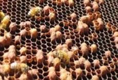 A close up of a bee hive