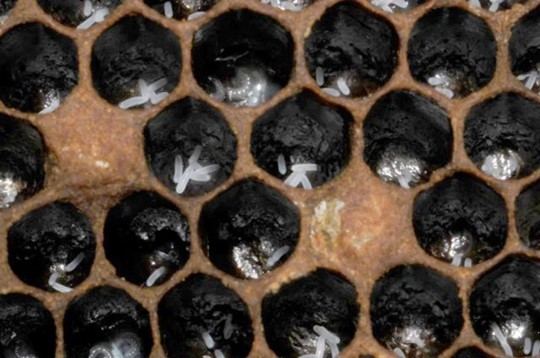A close-up of a bee hive