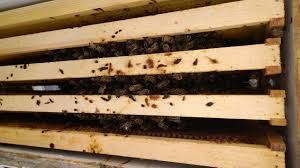 A group of bees in a wooden frame