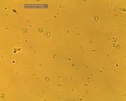 A yellow surface with small dots