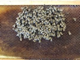 A group of bees on a honeycomb