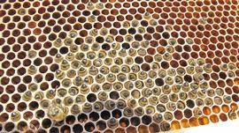 A close-up of a beehive