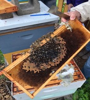 A person holding a honeycomb with bees