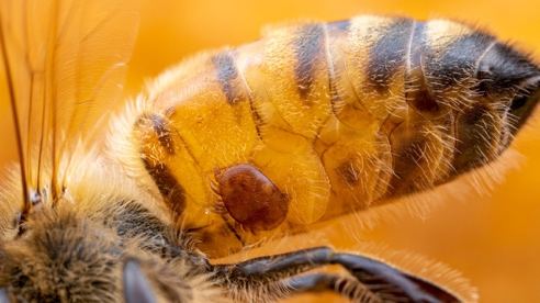 A close up of a bee