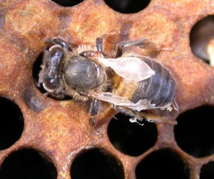 A bee on a honeycomb