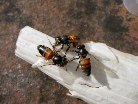 A group of bees on a piece of paper