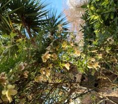 Virgin's Bower