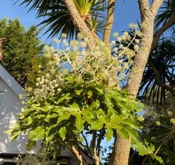 Fatsia