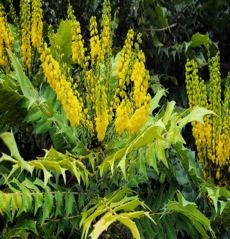 Mahonia