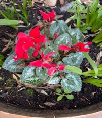 Cyclamen