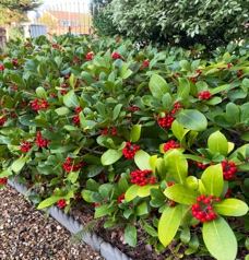 Skimmia
