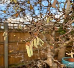 Hazel catkins