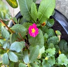 Primula