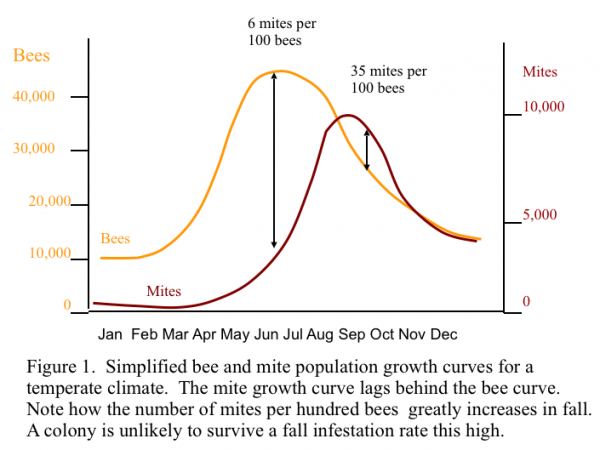 Graph of varroa and bee populations through the season