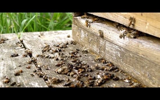 Dead and dying bees