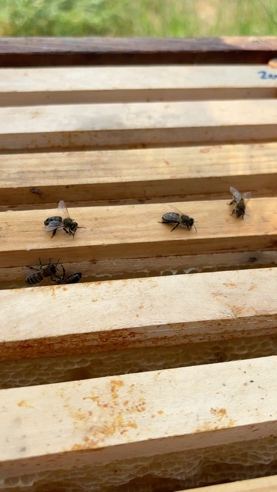 Bees on top bar