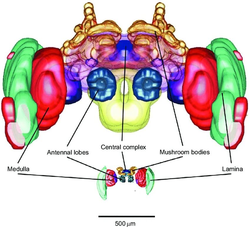 Honey bee brain