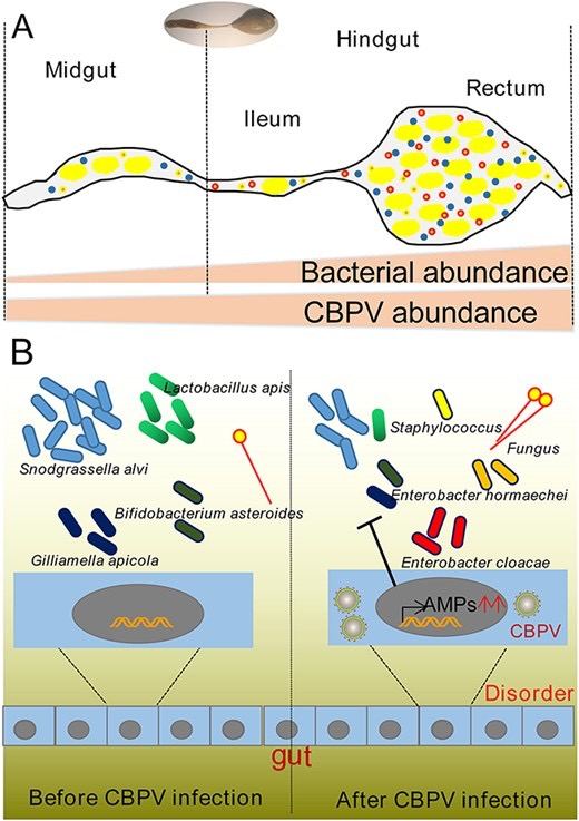 Diagram of the honey bee gut microbiome