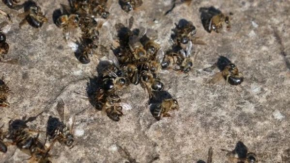 Dead and dying bees on the ground