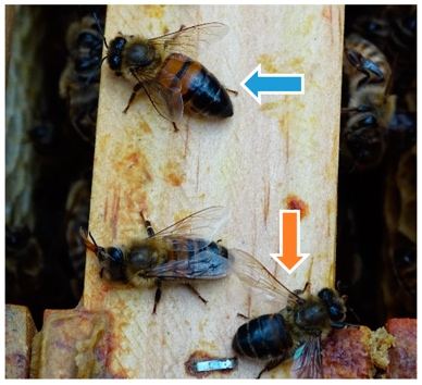 Hairless black bees