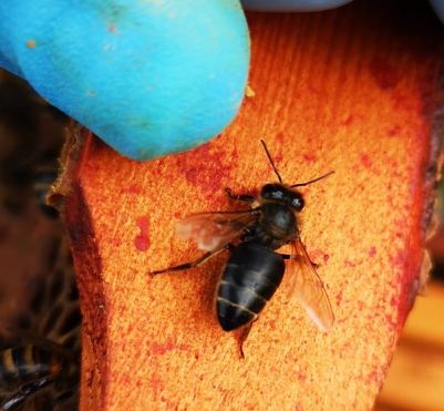 Hairless black bee