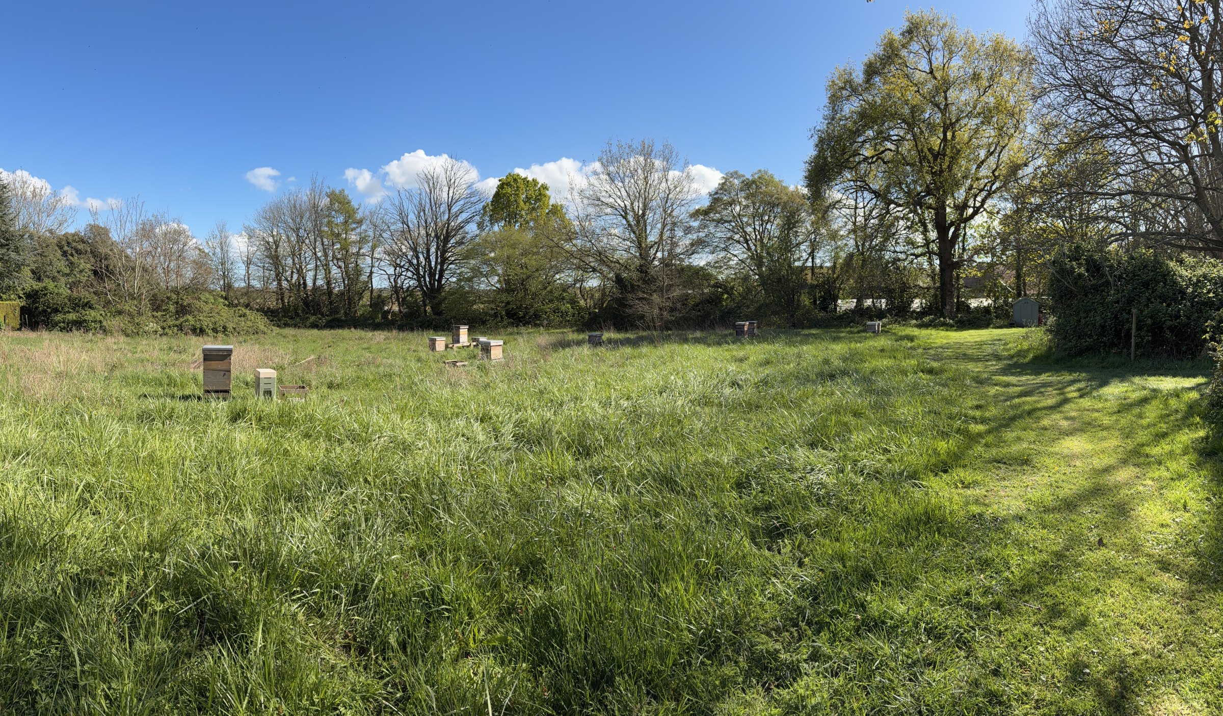 Alan's apiary in spring: hives in a long-grass meadow ringed by trees under a blue sky