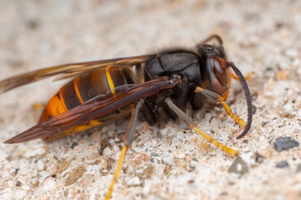 Asian hornet (Vespa velutina nigrithorax)