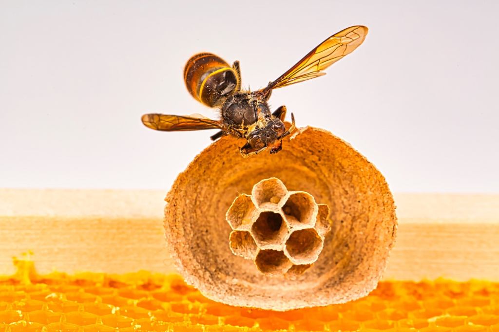 Asian hornet embryo nest