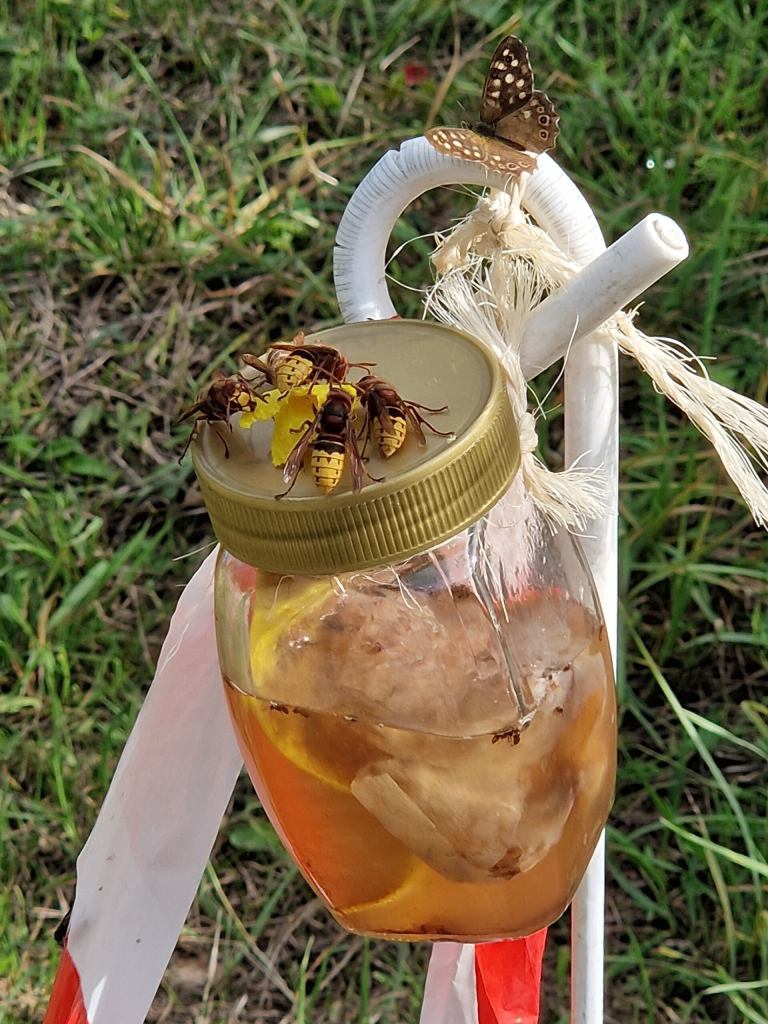 European hornets and a speckled wood butterfly on a bait station