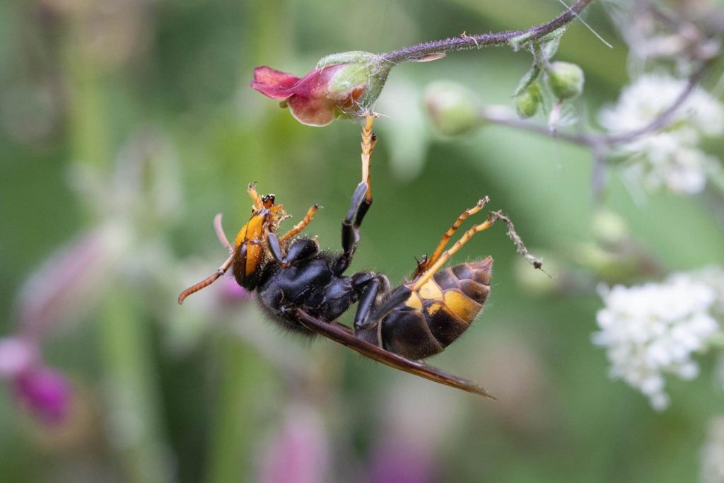Asian hornet foraging on a flower