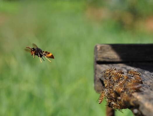 Asian hornet hawking