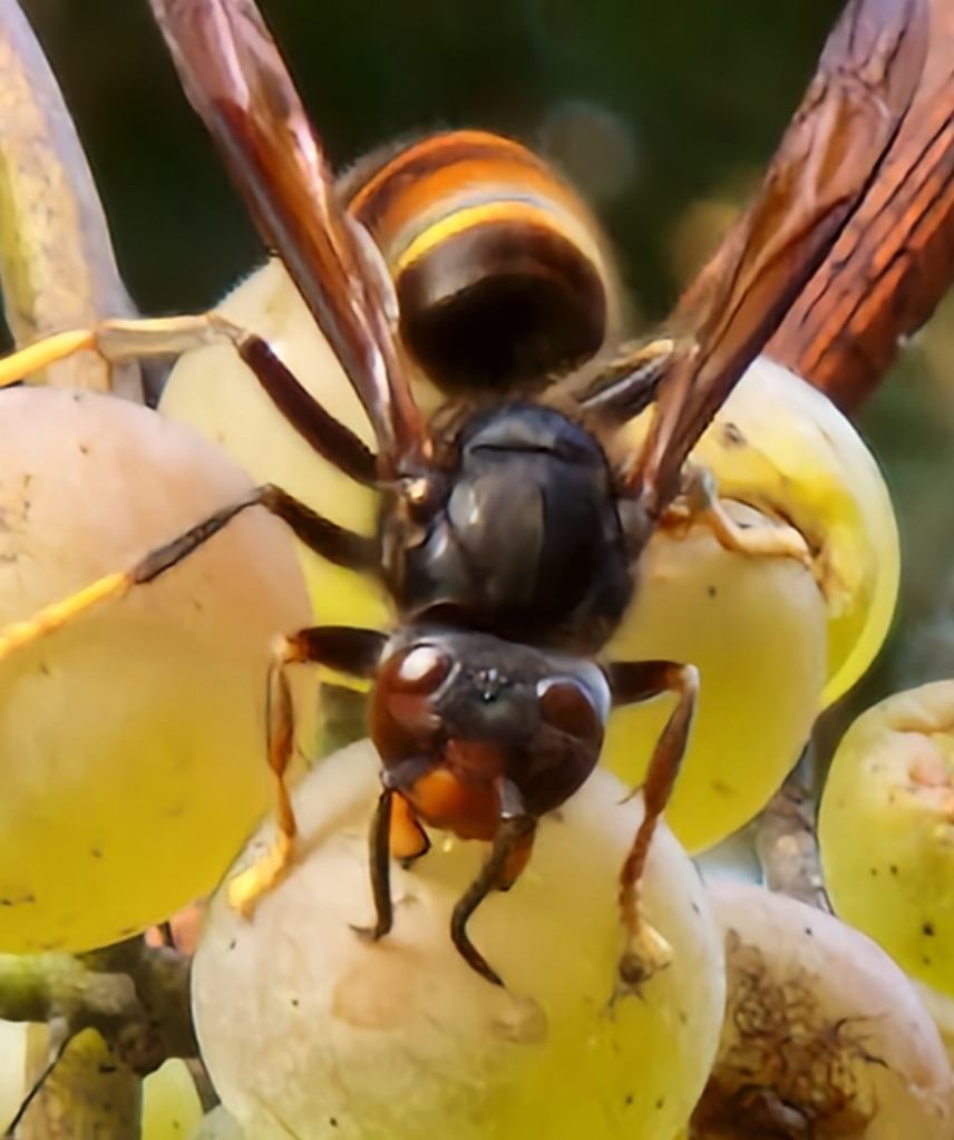 Asian hornet on grapes