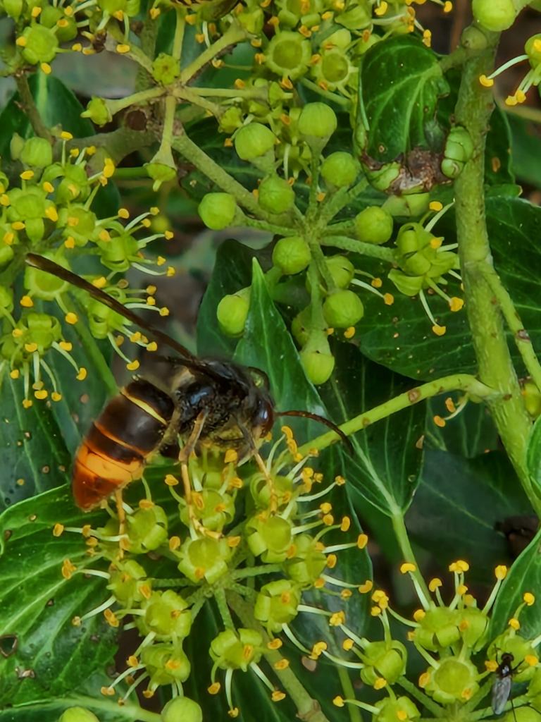 Asian hornet on ivy