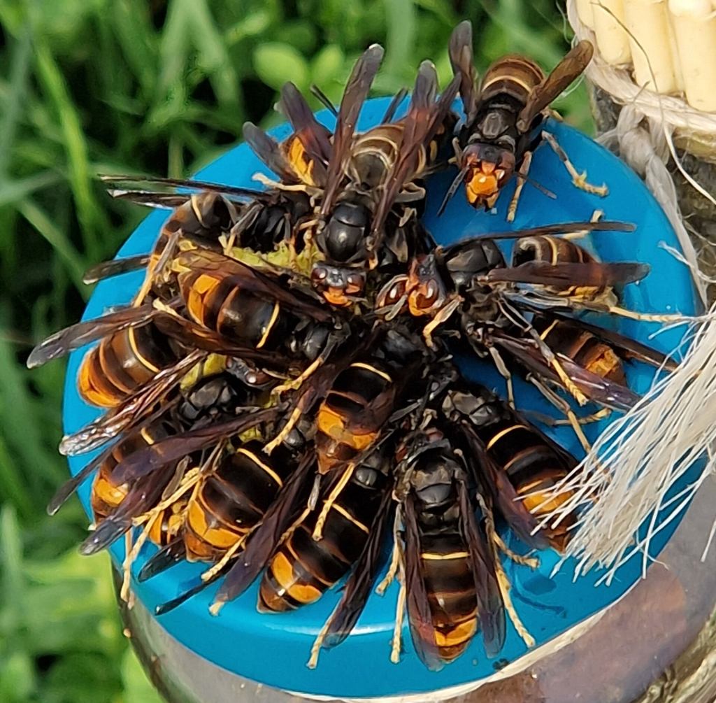 Asian hornets on a bait station