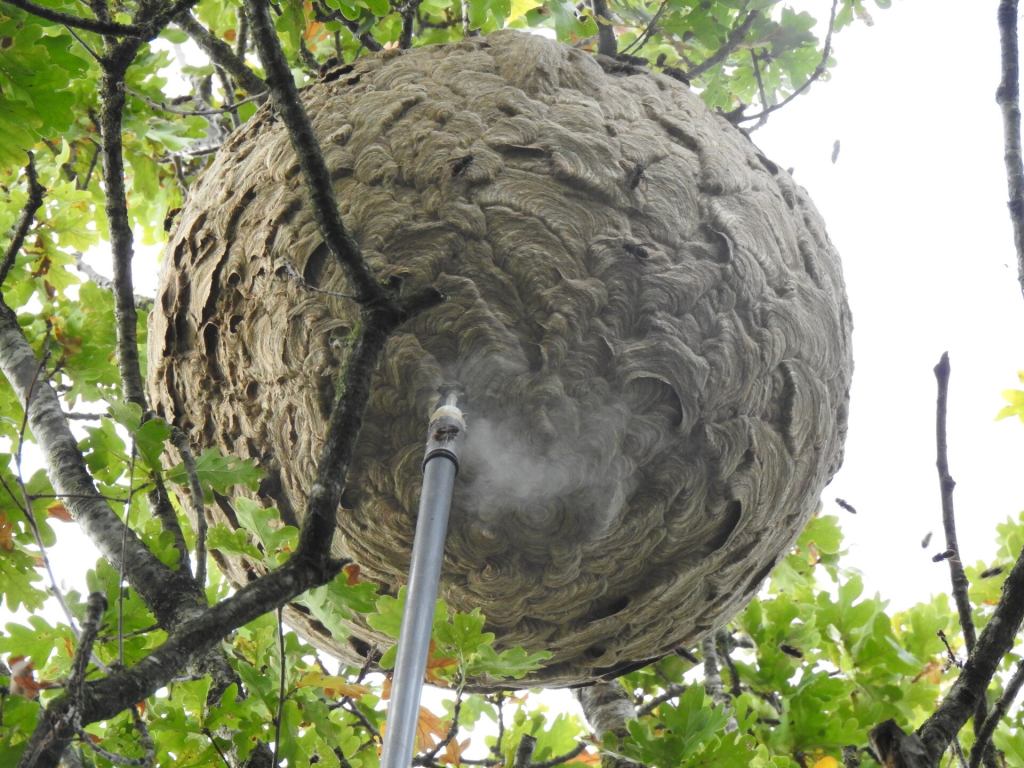 Destruction of an Asian hornet nest