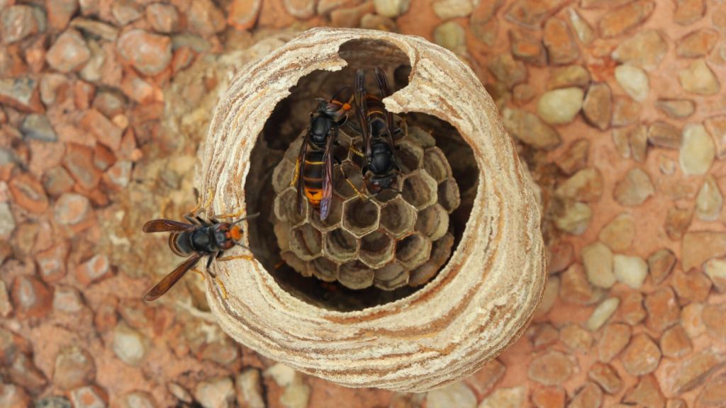 Asian hornet primary nest
