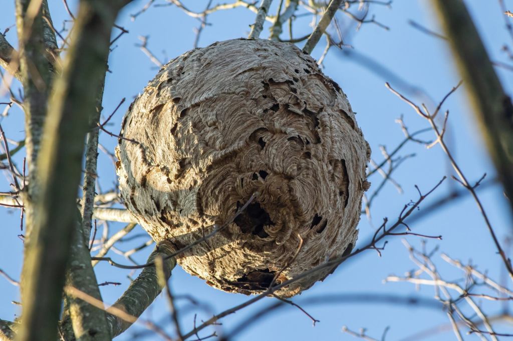 Asian hornet secondary nest