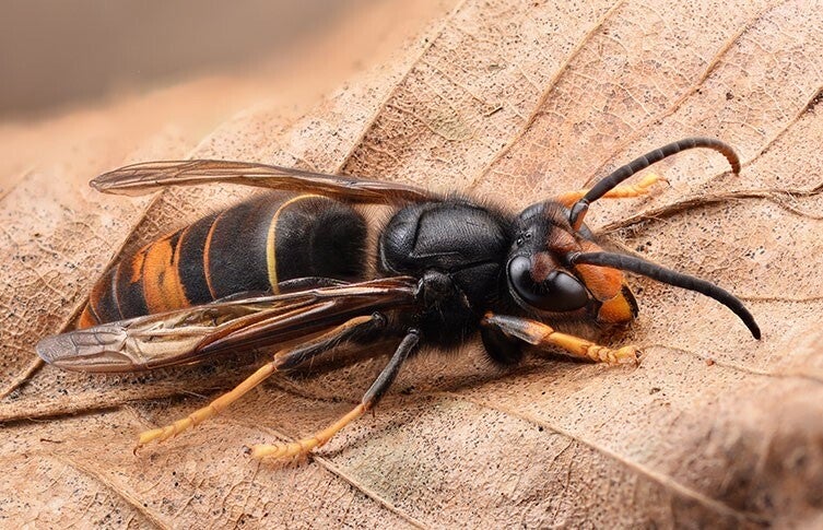 The Asian hornet