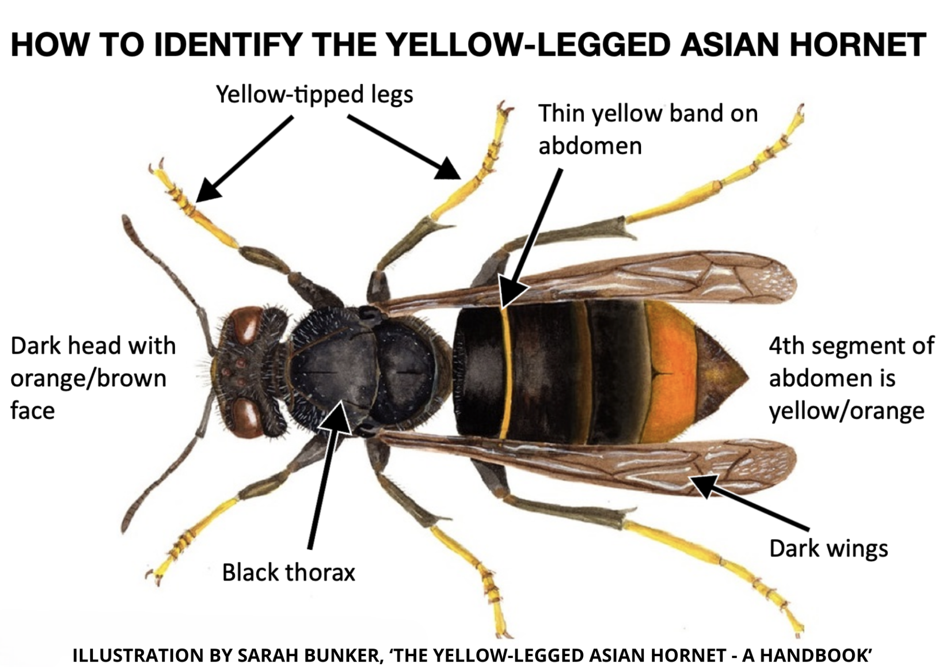 Asian hornet identification features