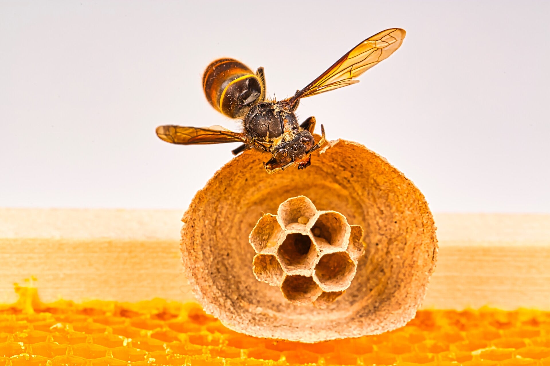 Asian hornet embryo nest