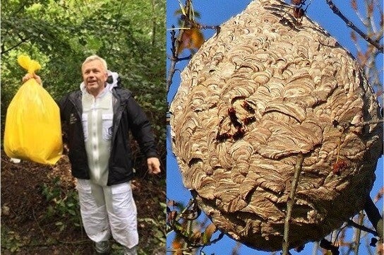 Asian hornet secondary nest