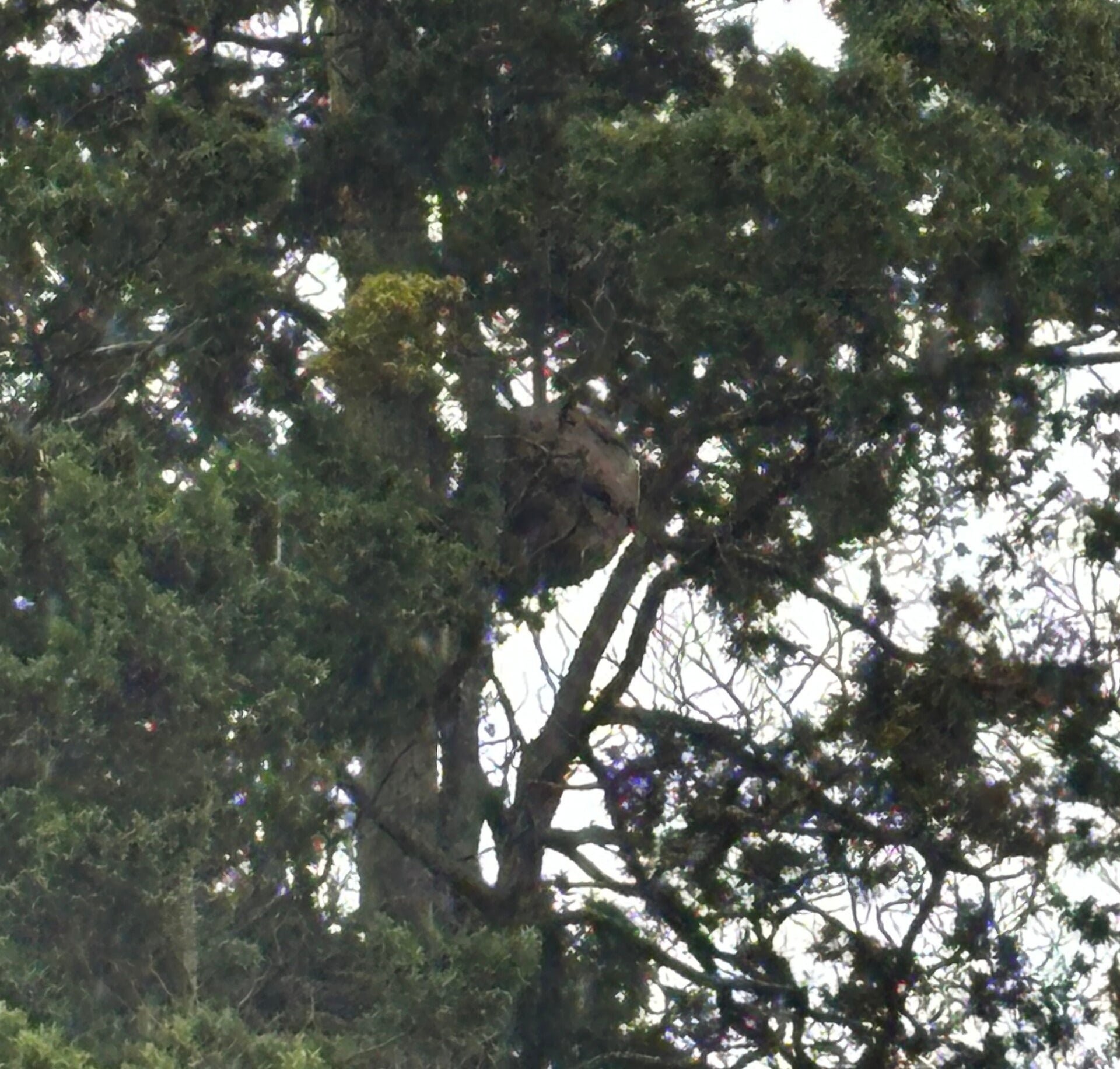 Close up of the nest