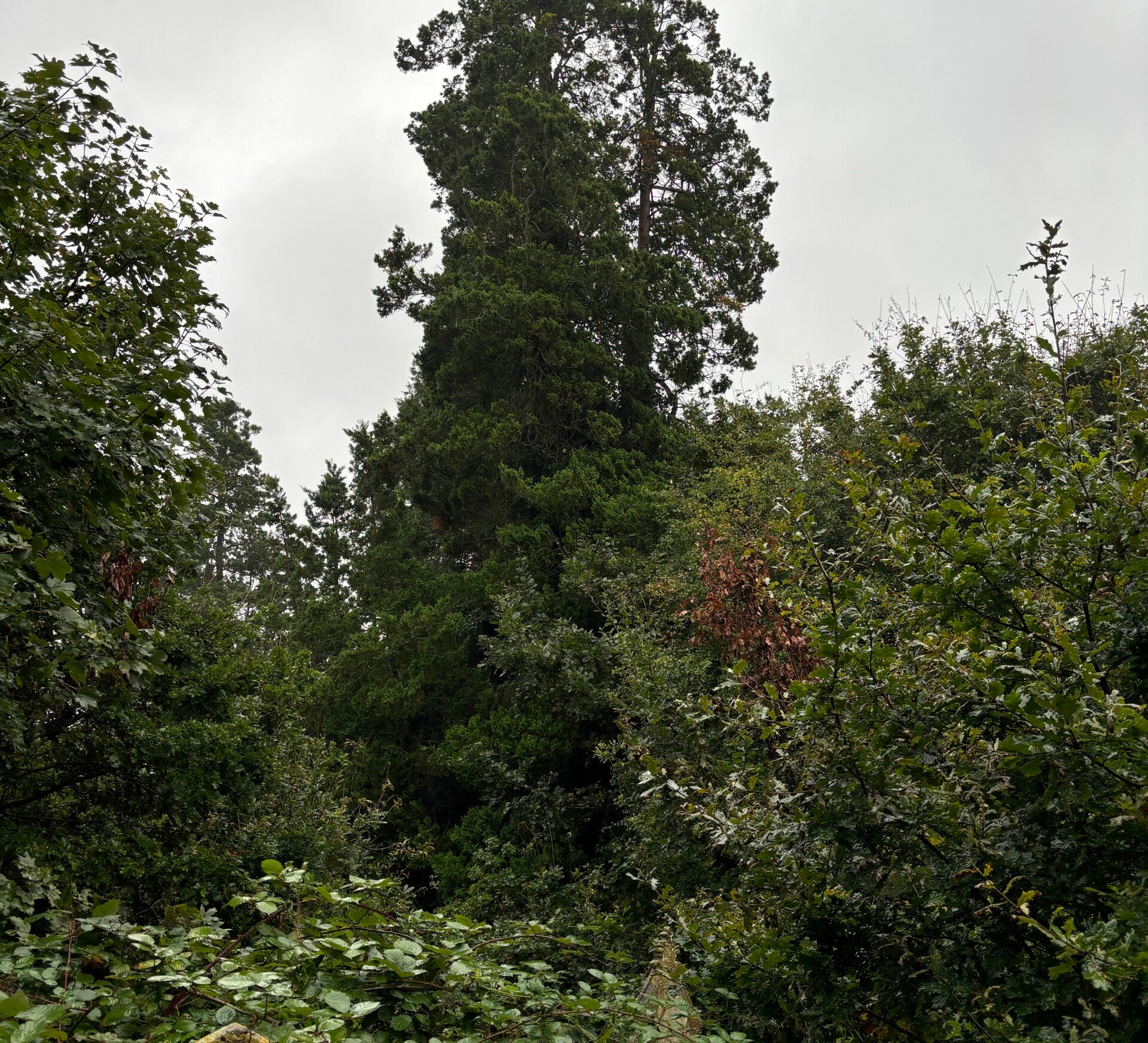 Tree with undergrowth