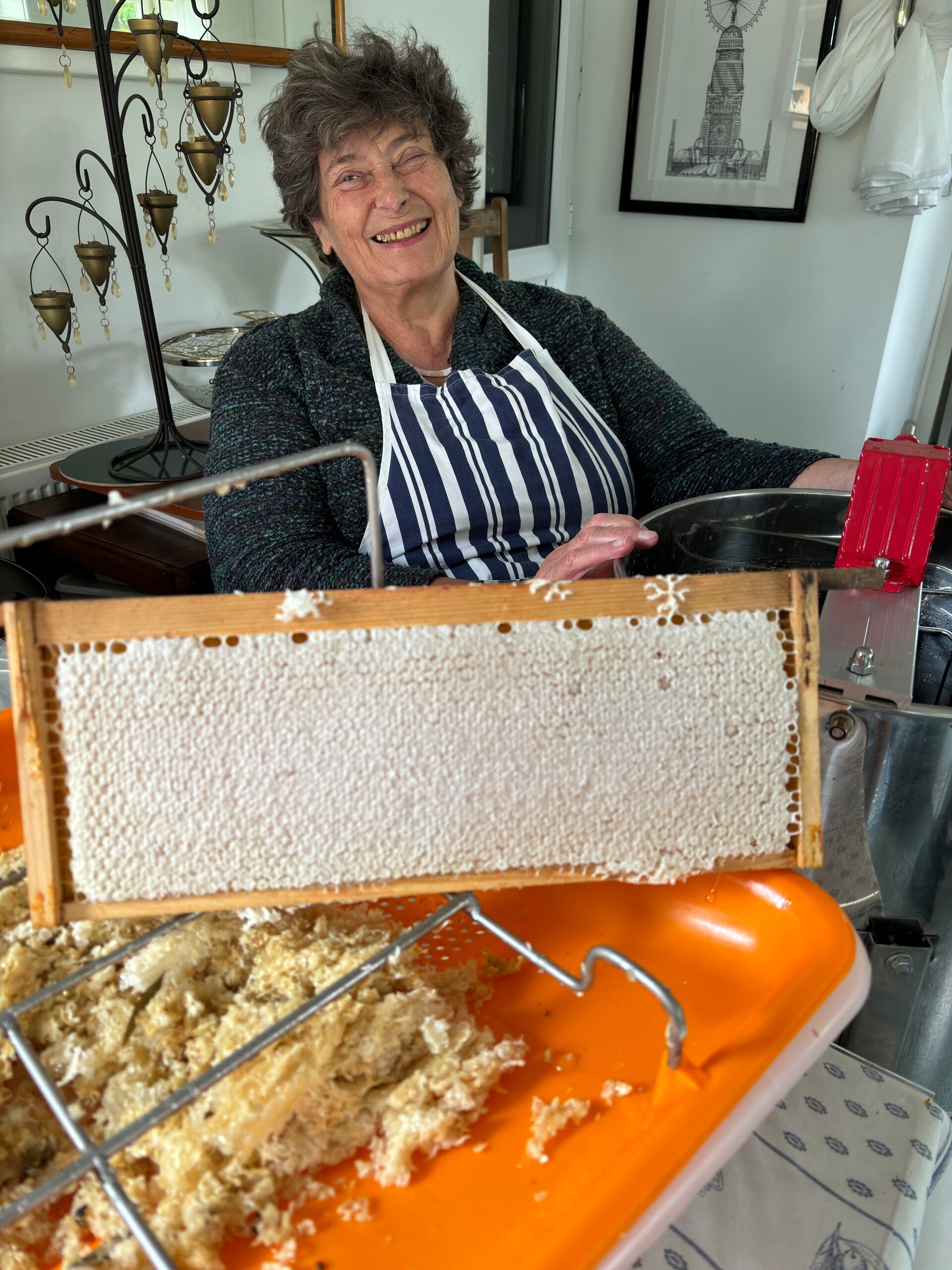 Penny extracting honey