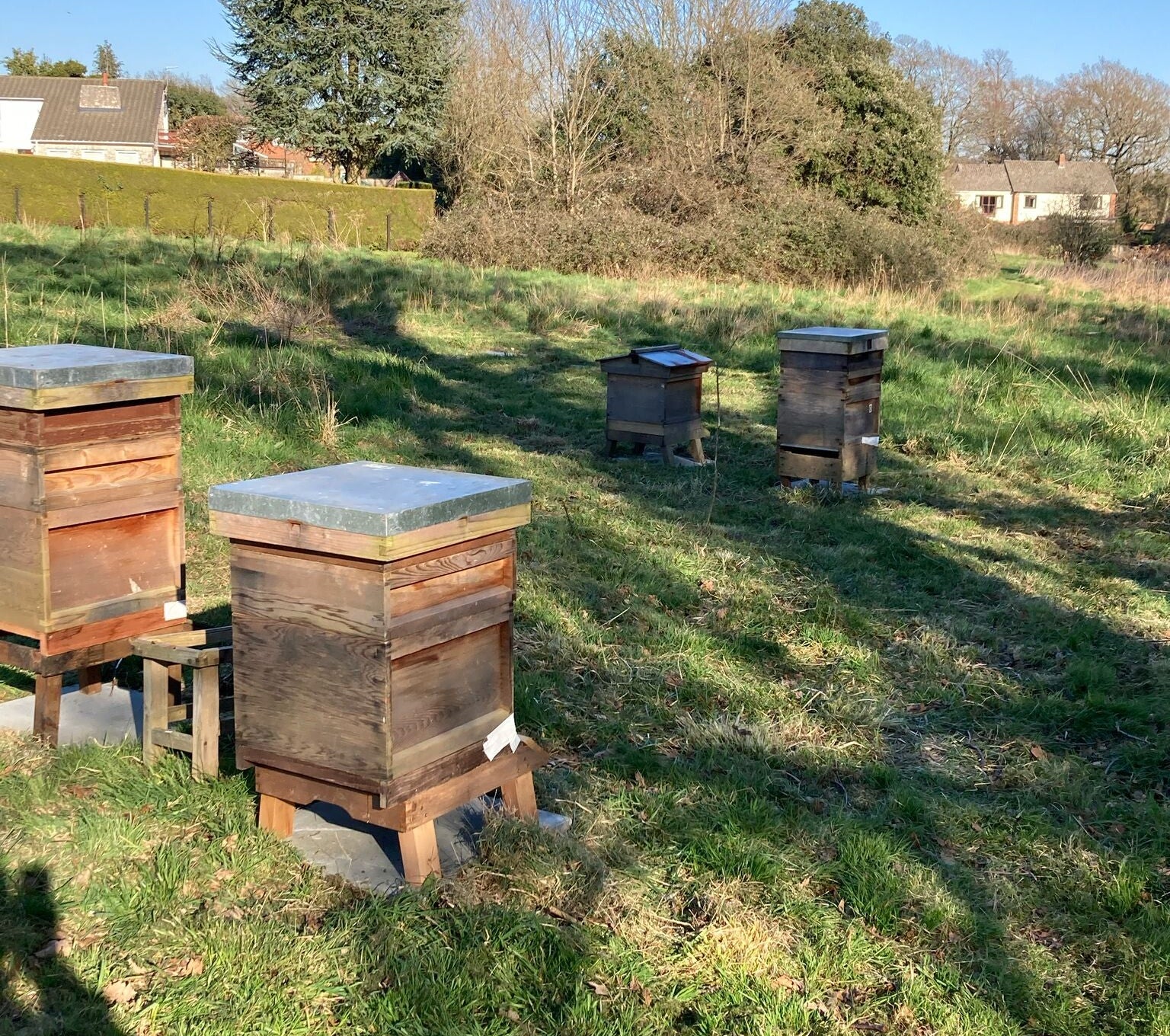 The new training apiary